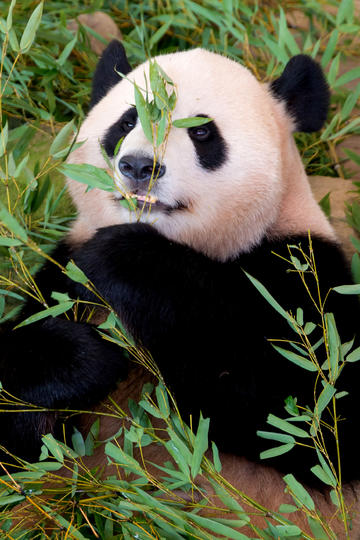 乌啦啦打卡东莞烧鹅濑