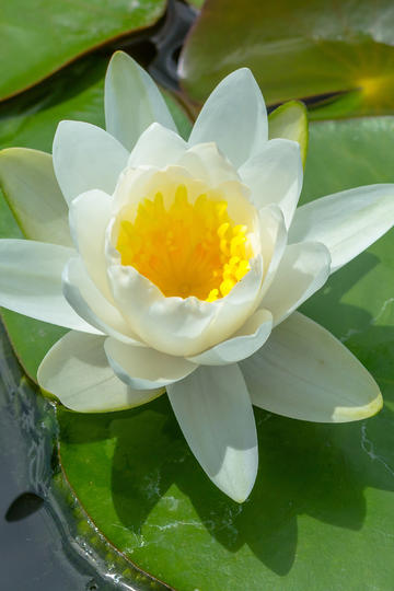 6.自由等级